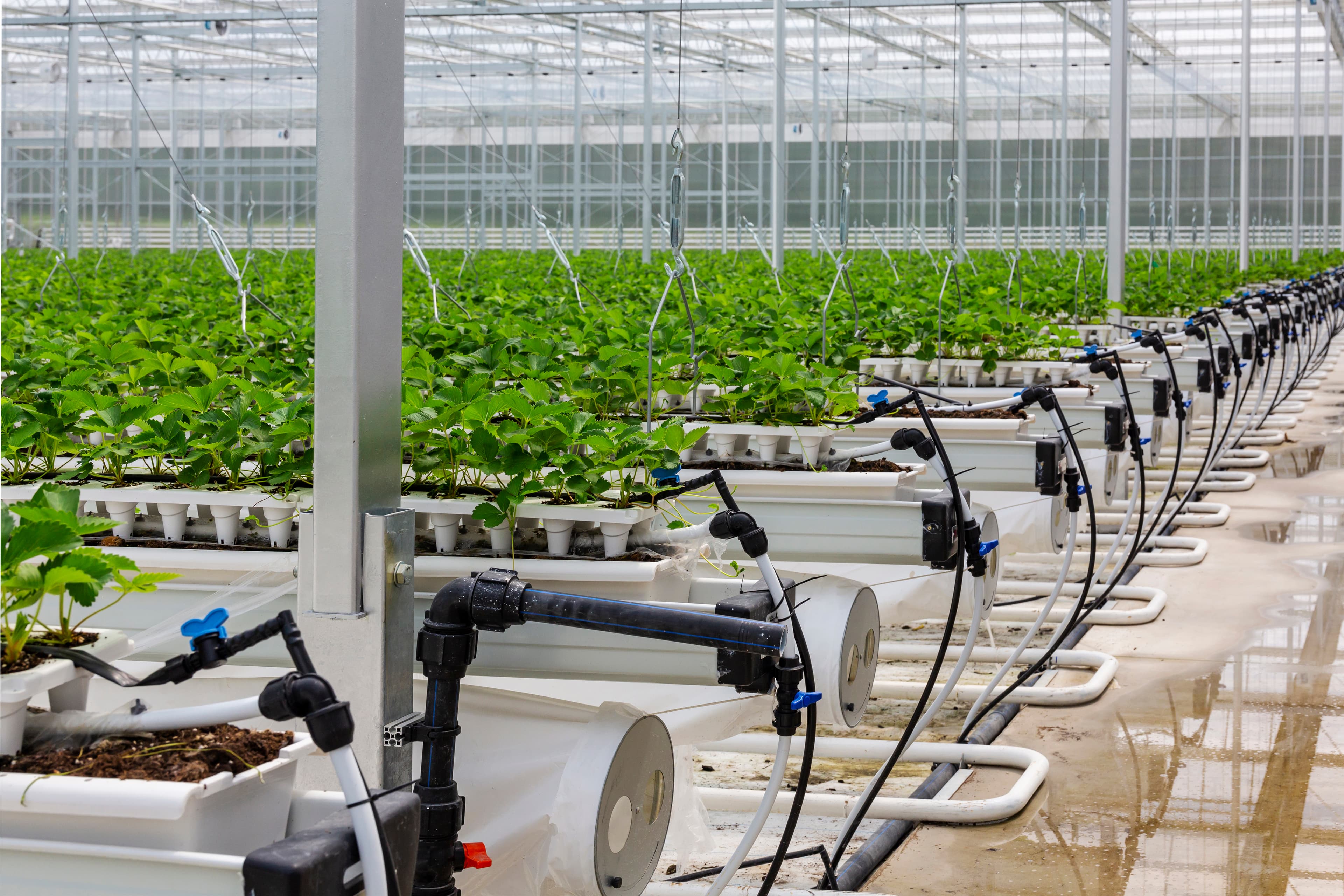 SFS (SEED FARM SYSTEM)