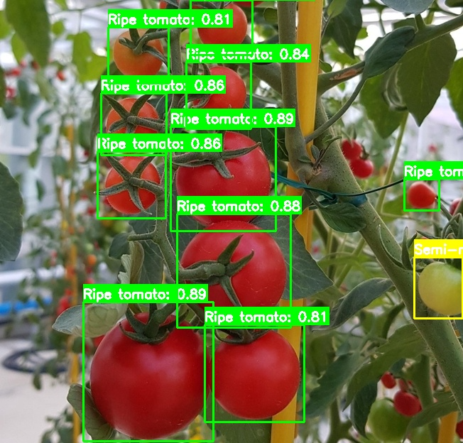 AI 토마토 완숙도 실시간 분석 - 2
