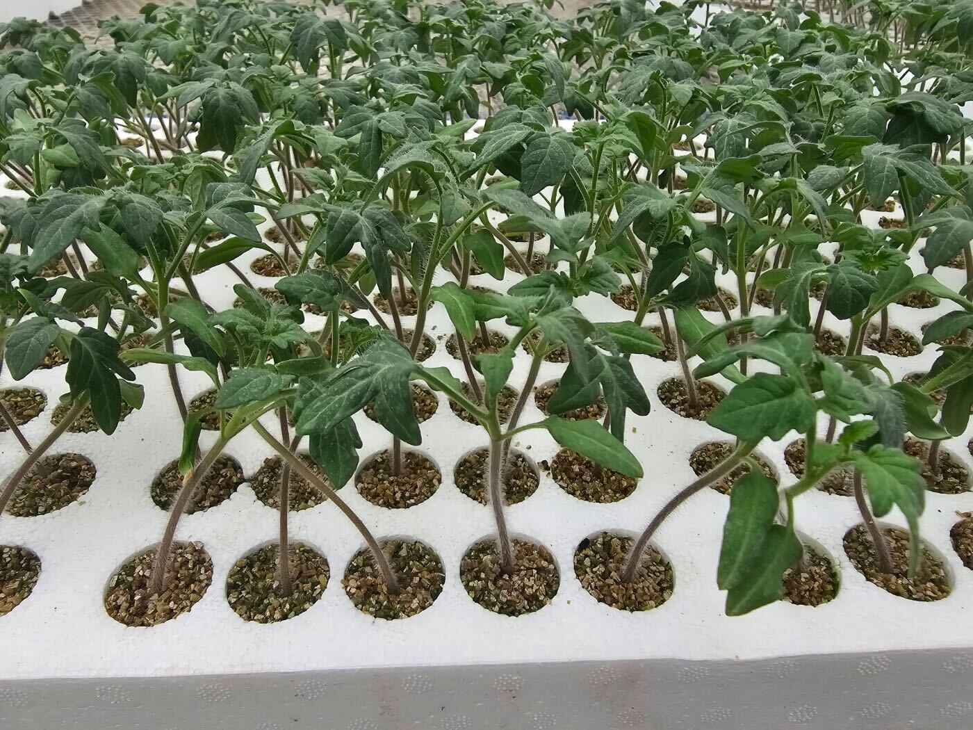 토마토 모종 정식